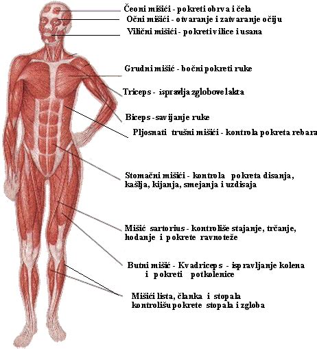 Anatomija trebušnih mišic s poudarkom na transverzalni mišici