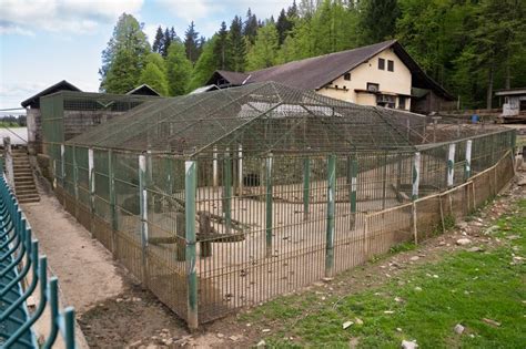par eklektusov v kletki