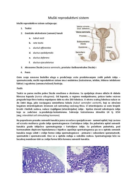 Diagram, ki prikazuje vpliv prolaktina na reproduktivni sistem
