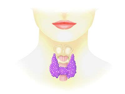 Diagram delovanja ščitnice in vpliva Hashimotovega tiroiditisa