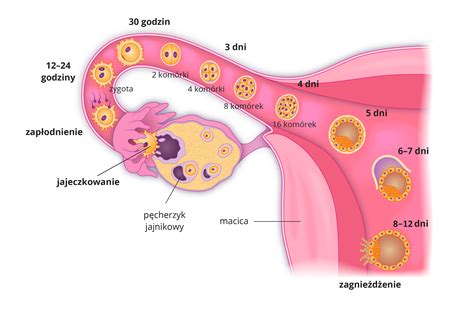 Struktura zgodnjega človeškega zarodka z amnionsko vrečko