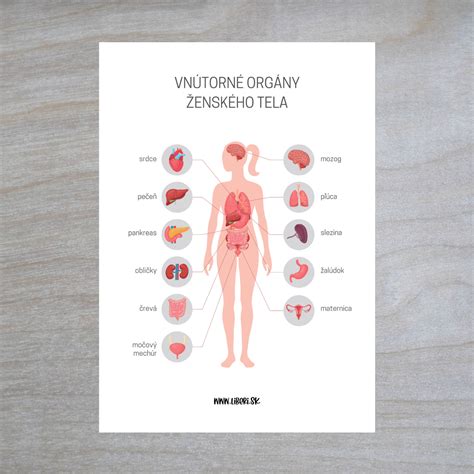 Ilustracija reproduktivnih organov ženske