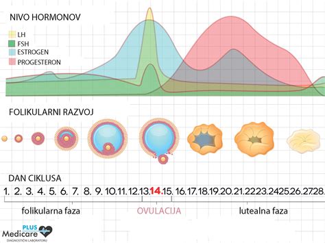 Infografika o času testiranja nosečnosti glede na cikel