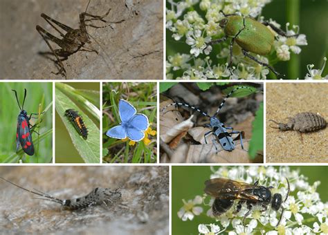 Otrok, ki opazuje žuželke v naravi