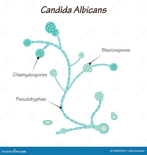 Mikroskopski posnetek Candida albicans