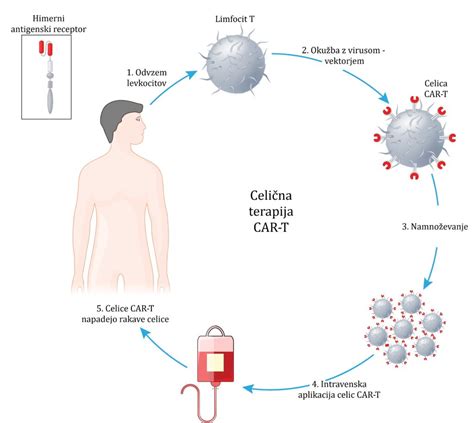 Prikaz celic, ki tvorijo posteljico