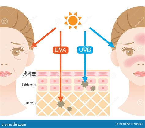 Diagram, ki prikazuje vpliv UVA in UVB žarkov na kožo.