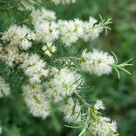 drevo čajevca (Melaleuca alternifolia)