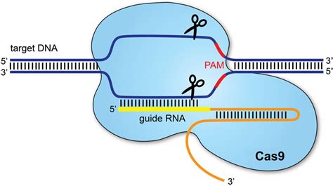 Shema delovanja CRISPR-Cas9