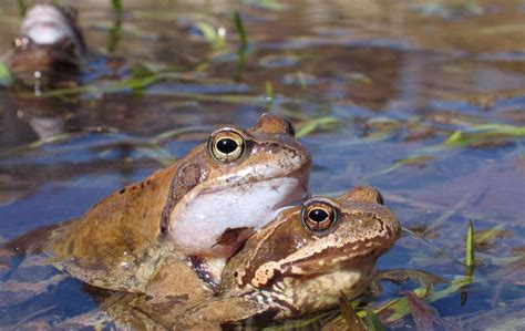 Opozorilna obarvanost strupene žabe
