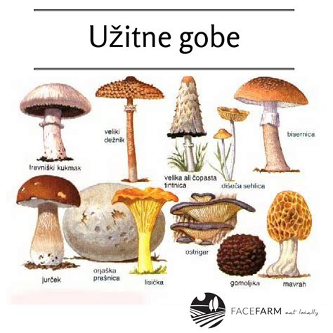 Ilustracija različnih vrst užitnih in strupenih gob
