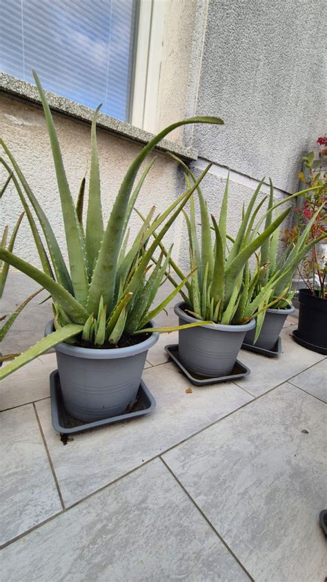 Ilustracija rastline aloe vera