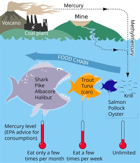 diagram of food chain with mercury accumulation
