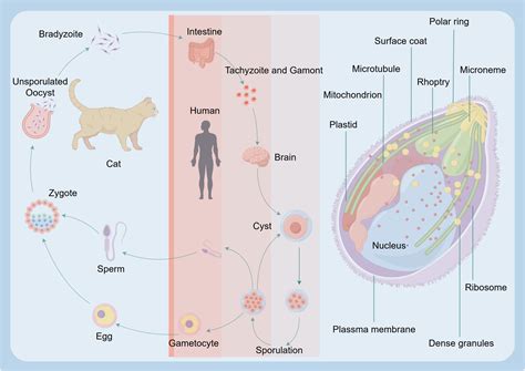 Ilustracija življenjskega cikla Toxoplasma gondii v mački in drugih sesalcih