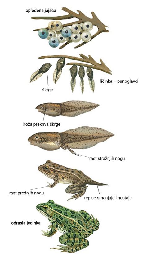 Razvoj dojenčkovega blata od mekonija do odrasle oblike