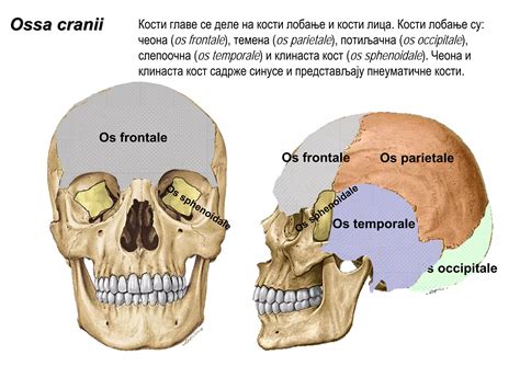 Anatomija ženskega reproduktivnega sistema z označenim materničnim vratom