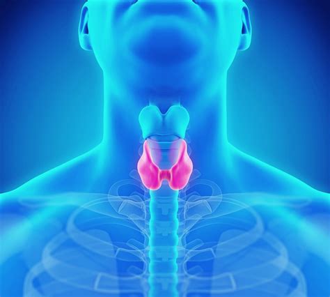 Ilustracija ščitnice na vratu