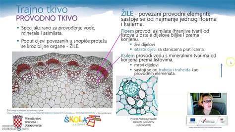 Mikroskopski prikaz semenčic različnih oblik