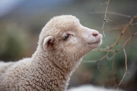Primerjava lastnosti merino volne z drugimi materiali