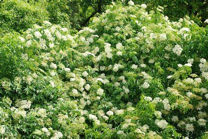 Grm črnega bezga s cvetovi