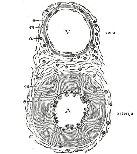 Diagram človeškega cirkulatornega sistema z označenimi venami in arterijami