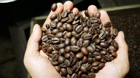 Zrna kave in skodelica kave