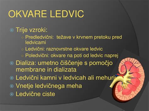 Diagram človeškega urinarno-sečnega sistema s poudarkom na ledvicah, sečevodih in mehurju.
