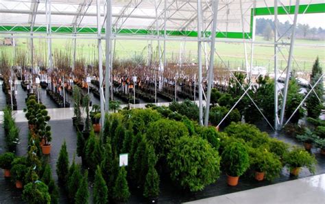 Merkurjev vrtni center s sadikami dreves