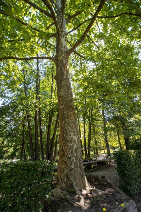 Simbolično drevo v Arboretumu Volčji Potok