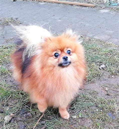 mlada psička z nabreklimi bradavicami