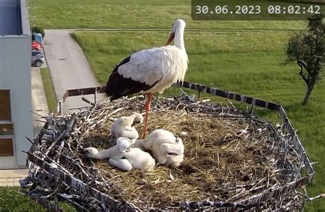 psička, ki pripravlja gnezdo