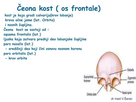 Diagram zgradbe novorojenčkove lobanje