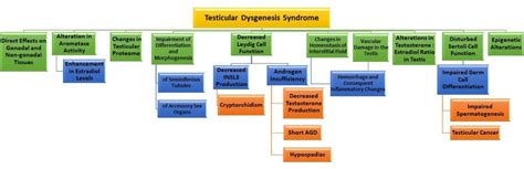 diagram nastanka enojajčnih dvojčkov