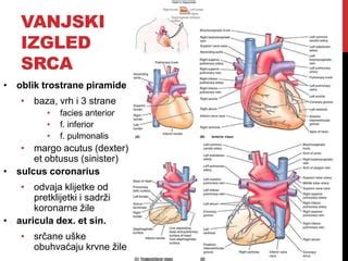 Diagram človeškega srca z označenimi votlinami, zaklopkami in velikimi žilami