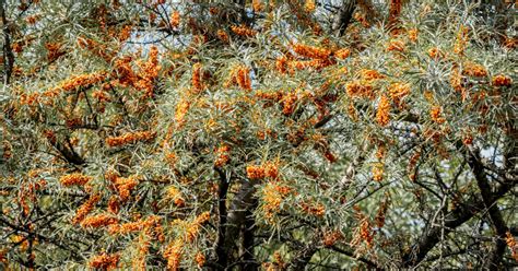 Prikaz različnih vrst madežev, ki jih lahko odstrani Cillit Bang