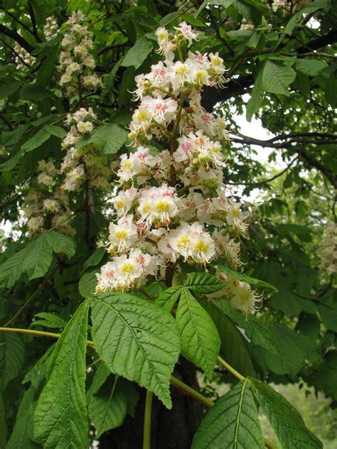 Ilustracija rastlin arnike in divjega kostanja