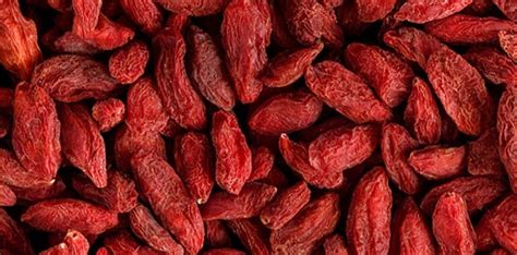 Sveže goji jagode na veji