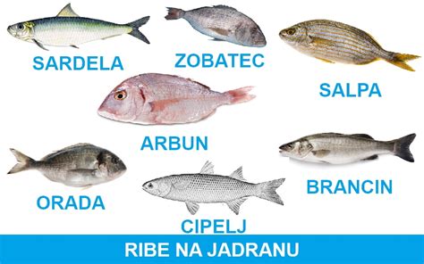 slika različnih vrst rib, ki so varne za uživanje v nosečnosti