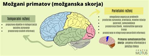 Prikaz možganskih režnjev z označenim zatilnim režnjem