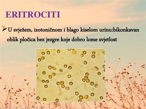 Prikaz rdečih krvničk v urinu pod mikroskopom