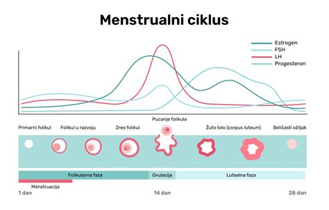 Grafikon, ki prikazuje bazalno telesno temperaturo skozi menstrualni ciklus, z označenim območjem ovulacije in morebitne nosečnosti.