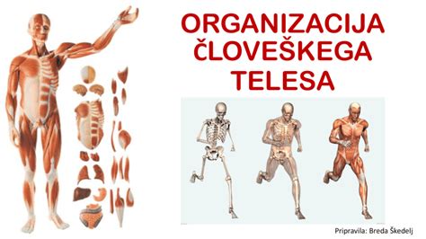 Diagram človeškega telesa z označenimi glavnimi organi, ki bi lahko bili prizadeti ob okužbi.