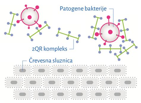 Diagram, ki prikazuje, kako 2QR-kompleks blokira škodljive bakterije
