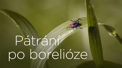 Obročni izpuščaj borelioze