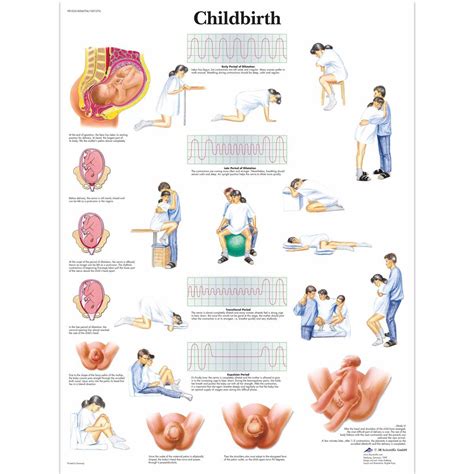 Diagram hormonskih sprememb po porodu