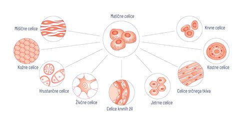Ilustracija matične celice, ki se diferencira v različne celice