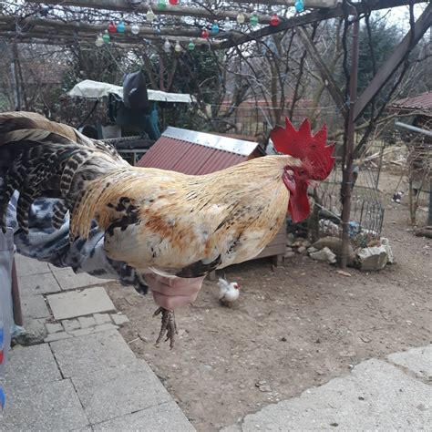 Slika piščanca na prosti reji.