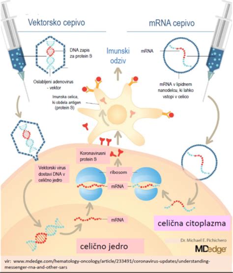 Diagram človeškega imunskega sistema, ki prikazuje odziv na virusno okužbo