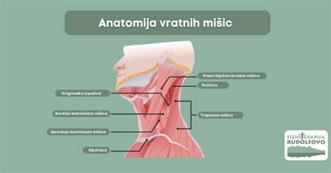 diagram čeljustnega sklepa in mišic žvealk