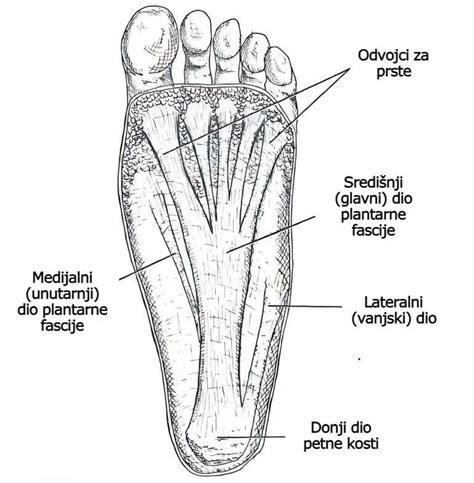 Diagram stopala s poudarkom na plantarni fasciji